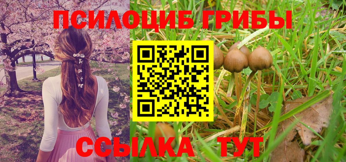 Псилоцибиновые грибы Cubensis Абакан